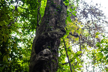 tree with big truck in a forest.