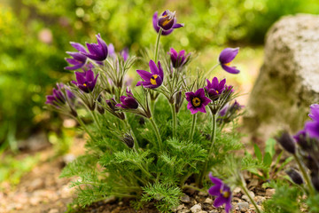 Beautiful Pulsatilla or Eastern pasqueflower blooming in a spring meadow