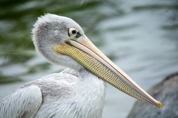 Pink Backed Pelican
