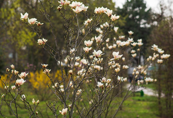 The  beautiful white magnolia flowers 