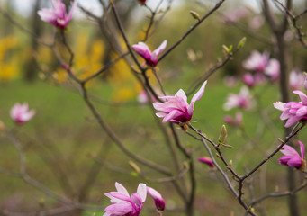 The  beautiful pink magnolia flowers 