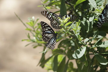 mariposas
