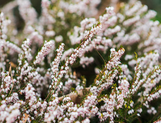 Beautiful white flowers background. selective focus.