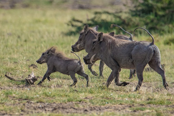 Fototapeta premium wildebeest in serengeti national park tanzania africa