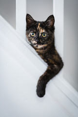 A small young cat / kitten playing and peaking through the rails of a house staircase