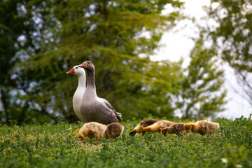 Duck goose chicks on the grass eating