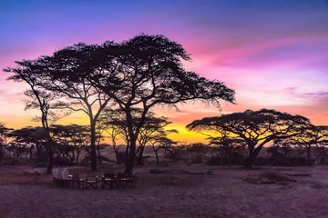 Acacia tree on a sunrise at the Serengeti National Park