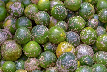 A heap of green rangpur. Photographed at the local traditional market of the colonial town of Villa de Leyva in the Andean mountains of central Colombia.