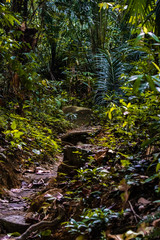 Pathway of jungle track in Cherok Tokun, Bukit Mertajam Recreational Forest.