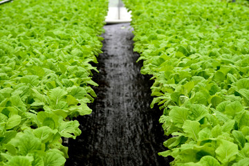 In the commercial greenhouse soilless cultivation of vegetables