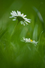 closeup of white daisies in the grass background