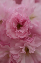 Fototapeta premium CHERRY BLOSSOMS, WOODBRIDGE NJ
