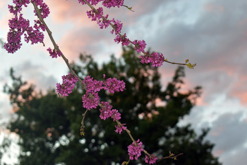 Flowers of tree in spring high-quality photograph for magazines, blogs, posters, flyers, wall art, cards, business cards, branding, articles, and newspapers.