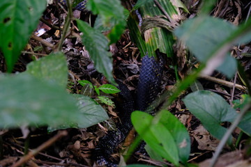 Tiger Rat Snake in the Jungle of Ecuador