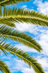 Fototapeta na wymiar Palm tree fronds against sunny cloudy summer sky at Kavala, Greece