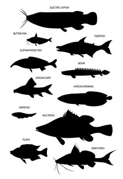 Freshwater fish of river Nile. Vector drawing silhouettes set.