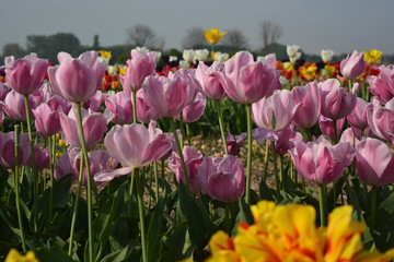 field of pink tulips with colorful background tulip and sky