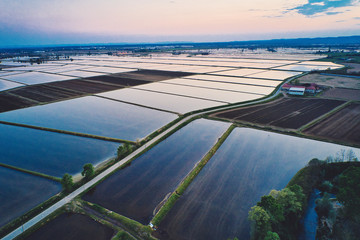 Rice field, aerial view of sunset in Vercelli