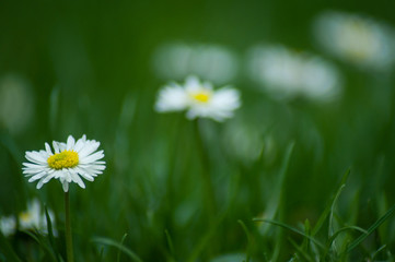 closeup of white daisies in the grass background