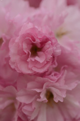 CHERRY BLOSSOMS, WOODBRIDGE NJ