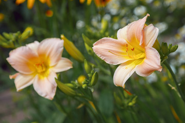 Peach daylilies on a green background