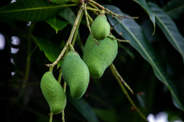 Unripe green mango hanging on the tree.