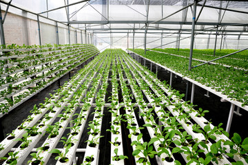 In the commercial greenhouse soilless cultivation of vegetables