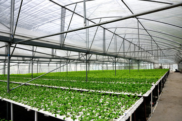 Fototapeta premium In the commercial greenhouse soilless cultivation of vegetables