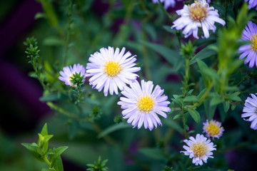 Fototapeta premium Daisy flowers with yellow center and white petals in vegetation background.