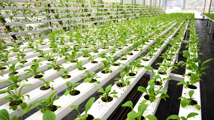 In the commercial greenhouse soilless cultivation of vegetables