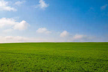 Obraz premium Beatiful morning green field with blue sky and clouds