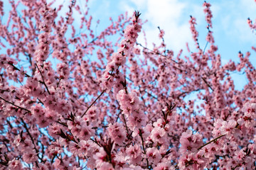 Pink Flowers Blooming Peach Tree at Spring