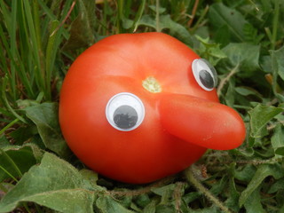 tomates