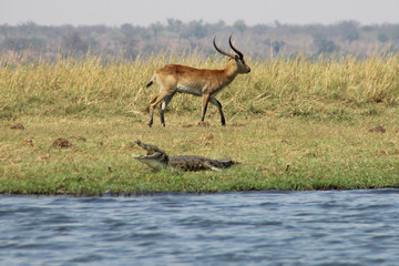 Gazelle trifft Krokodil