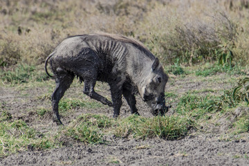 warthog in the wild