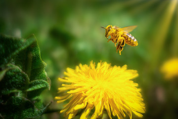 Biene mit Blütenpollen