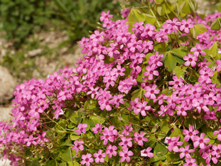 Fototapeta premium Oxalis articulés de couleur rose vif (Oxalis articulata)