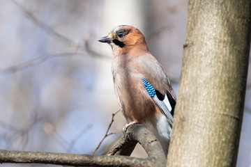 Eurasian Jay (Garrulus glandarius)