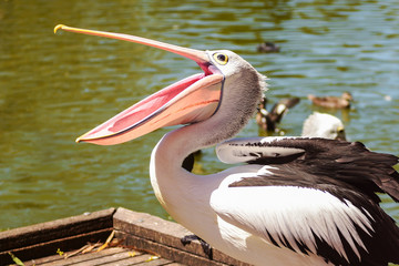 White Pelican bird in the park, Adelaide Australia