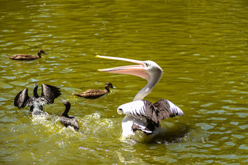 White Pelican bird in the park, Adelaide Australia