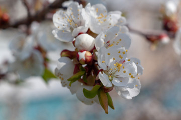 Flowers of white cherry.
