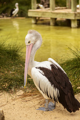 White Pelican bird in the park, Adelaide Australia