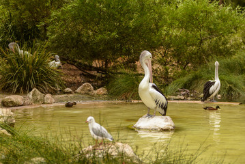 White Pelican bird in the park, Adelaide Australia