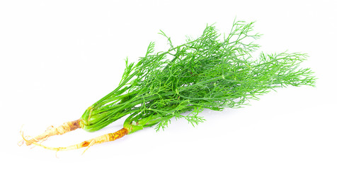 fresh dill on white background
