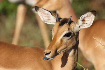 Schwarzfersenantilope / Impala / Aepyceros melampus..