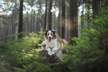 Naklejka na ściany i meble Australian Shepherd dog in the forest. pet for a walk
