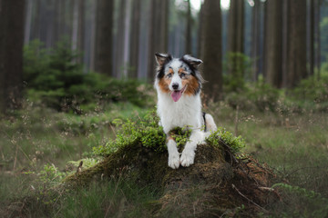 Fototapeta premium Australian Shepherd dog in the forest. pet for a walk