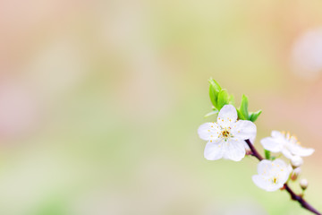 Little branch with flower background