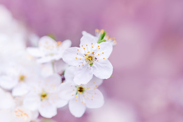 Fototapeta na wymiar Tender fruit tree flowers on pink background