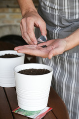 Fototapeta na wymiar Man seeding herbs, hands seeding seeds into flower pots